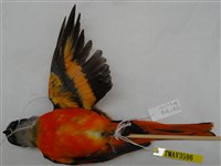 灰喉山椒鳥藏品圖，第2張